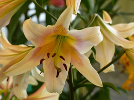 Foto: Dr. Peter Müller